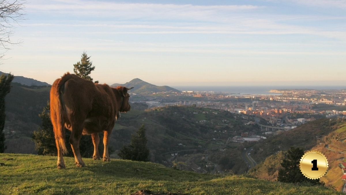First Place: Cow Overlooking the City of Bilbao