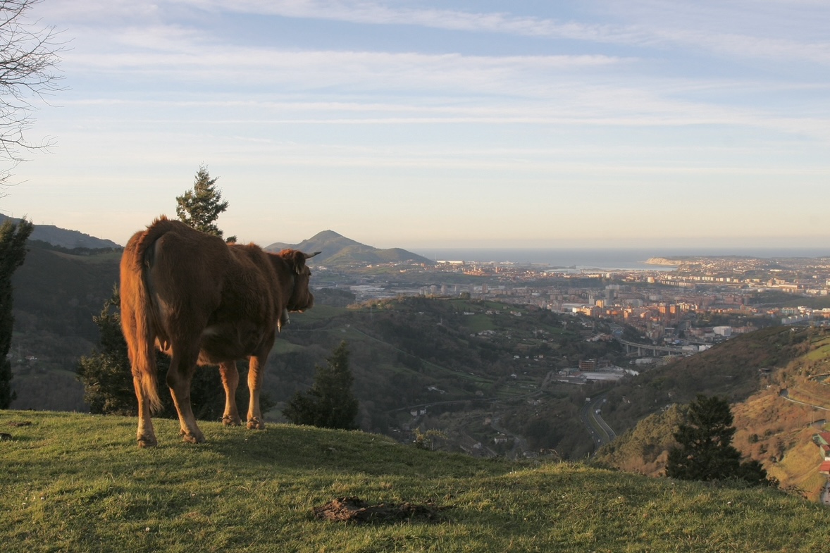 A photo of a cow on a hill in Spain.