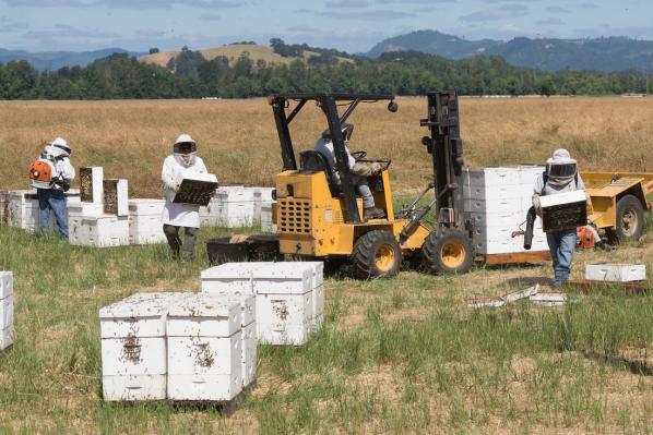 Bee In The Know: 'Smart Hive' Technology For Beekeepers