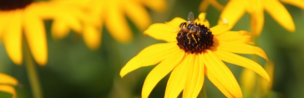 Bee researchers quotes in N&O, TechWire stories