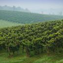 Fields of grape vines