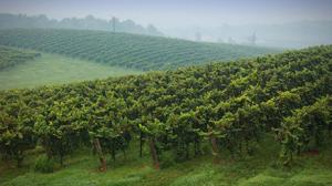 Fields of grape vines