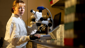 Biology graduate student Haley Martin ’23 ’25 conducts research on fruit flies. 