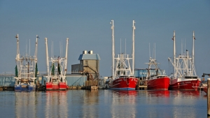 The sun sets on shrimp and fishing boats dock along Raccoon Creek in Oriental.