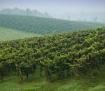 Fields of grape vines
